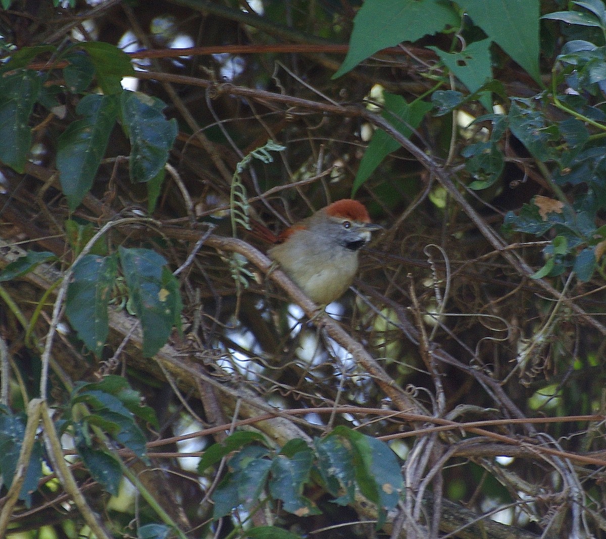 Sooty-fronted Spinetail - ML255918171