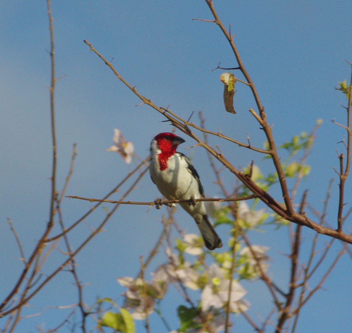 Red-cowled Cardinal - ML255918931
