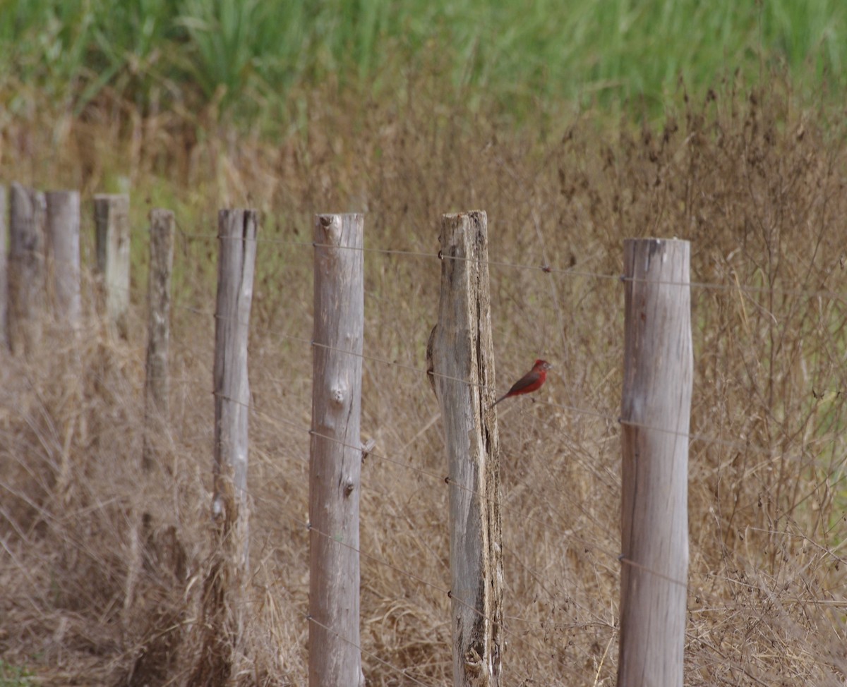 Red-crested Finch - Gisele Schoene