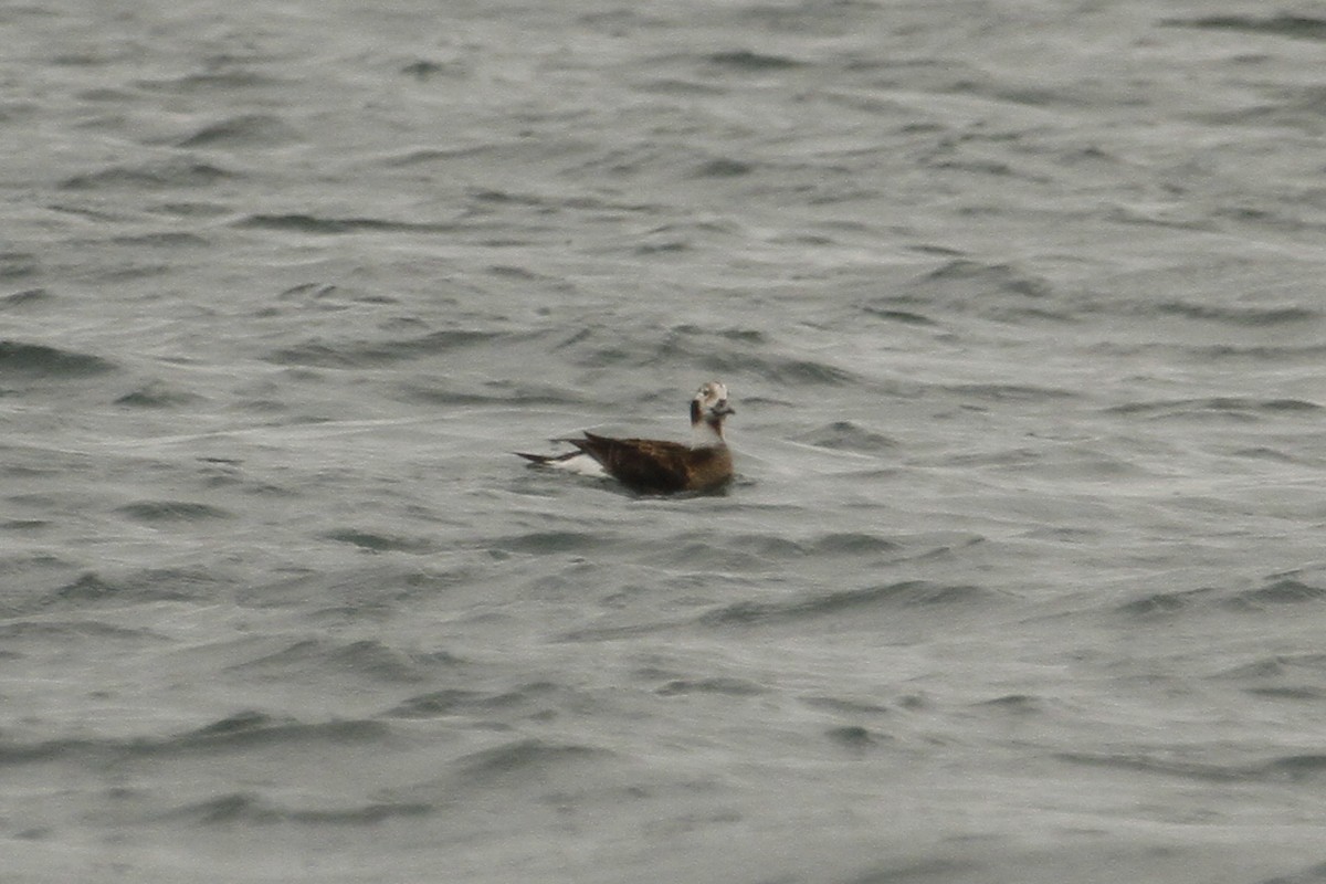 Long-tailed Duck - ML25592101