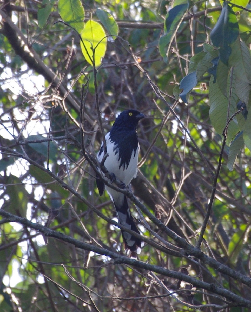 Magpie Tanager - ML255921131
