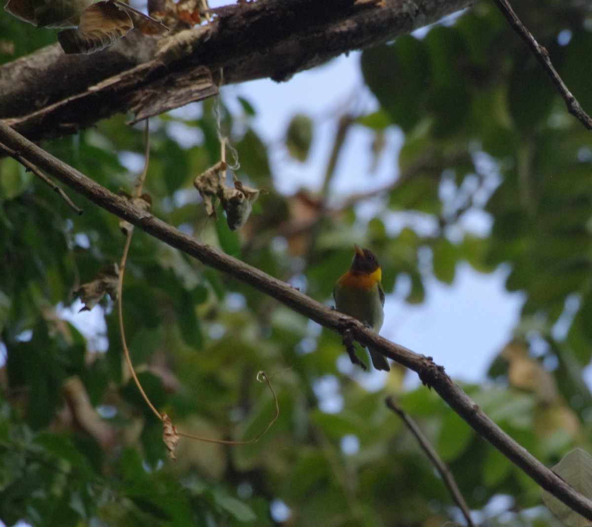 Rufous-headed Tanager - ML255921251
