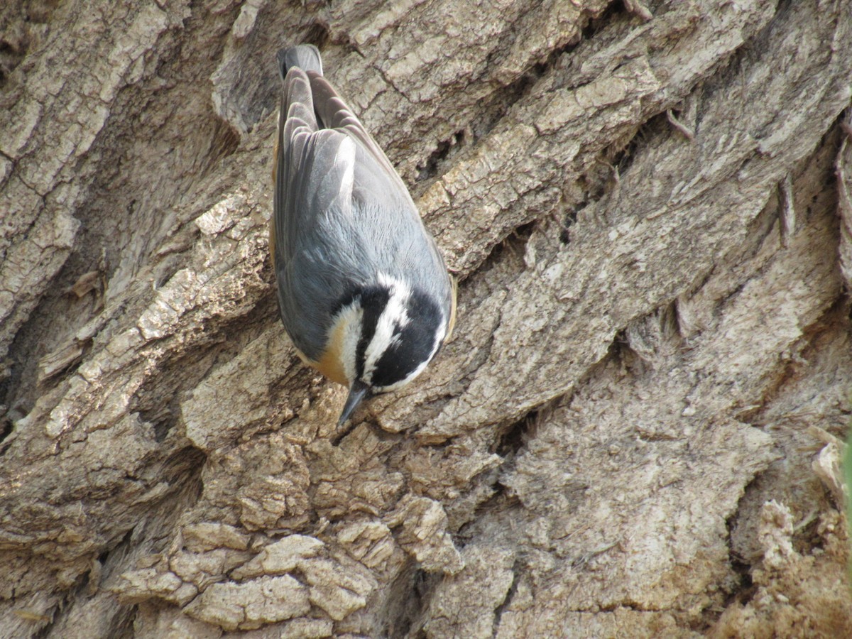 Red-breasted Nuthatch - Samuel Neat