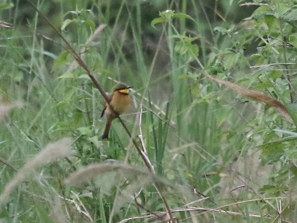 Little Bee-eater - ML255925461