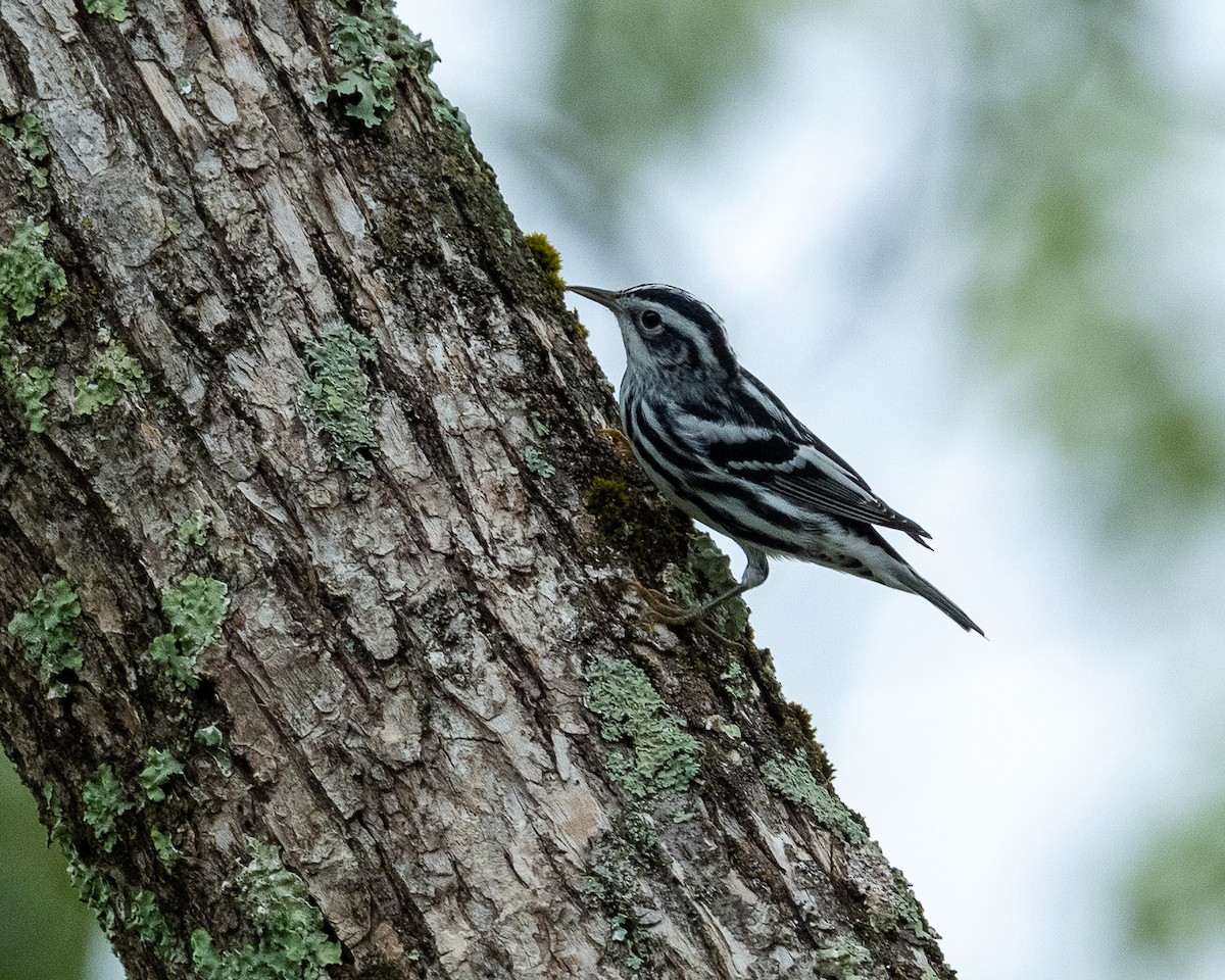 Black-and-white Warbler - ML255927221