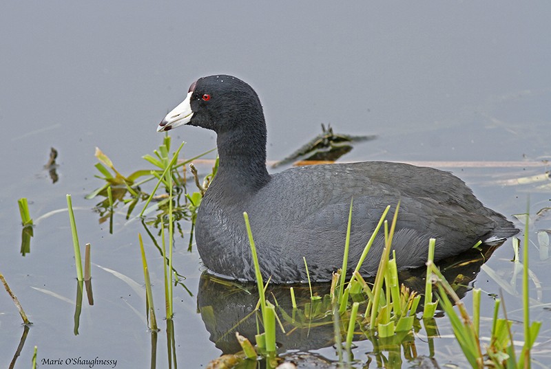 American Coot (Red-shielded) - Marie O'Shaughnessy