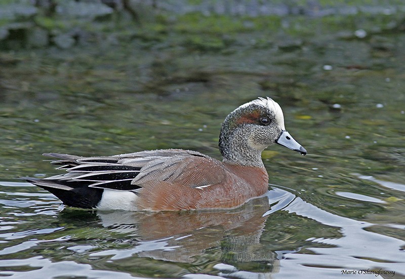 American Wigeon - Marie O'Shaughnessy