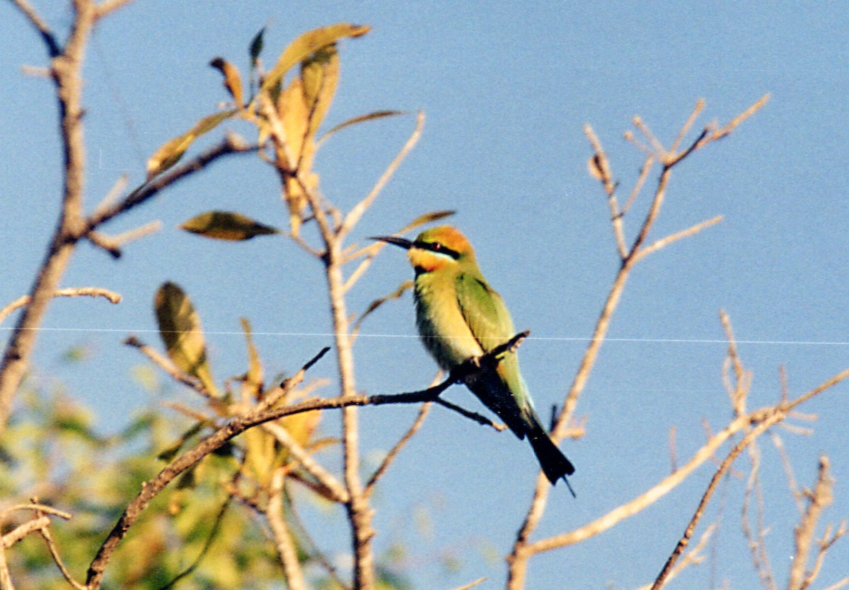 Rainbow Bee-eater - ML255940281