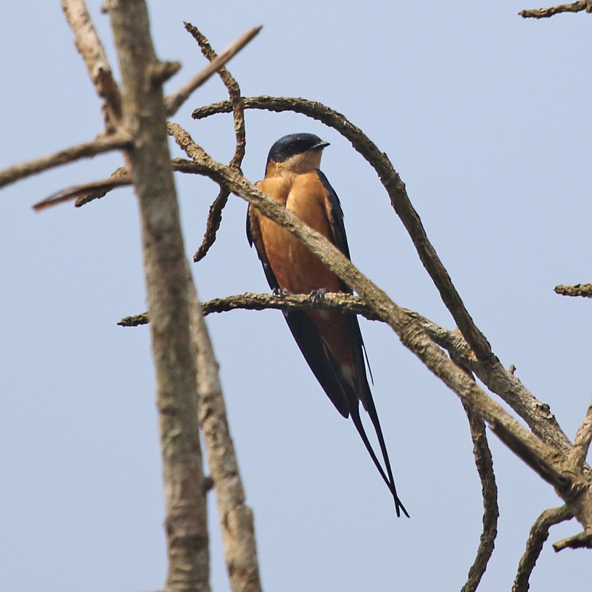 Rufous-chested Swallow - ML255944831