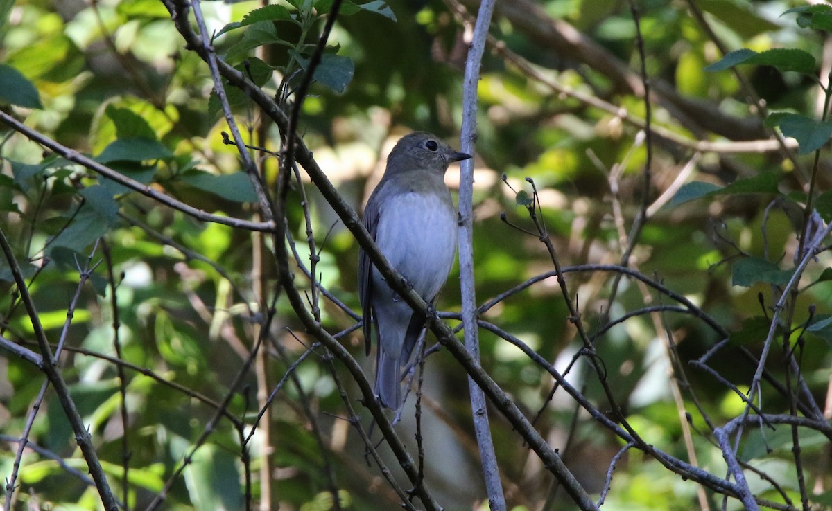 Blue-and-white Flycatcher - Pete Simpson