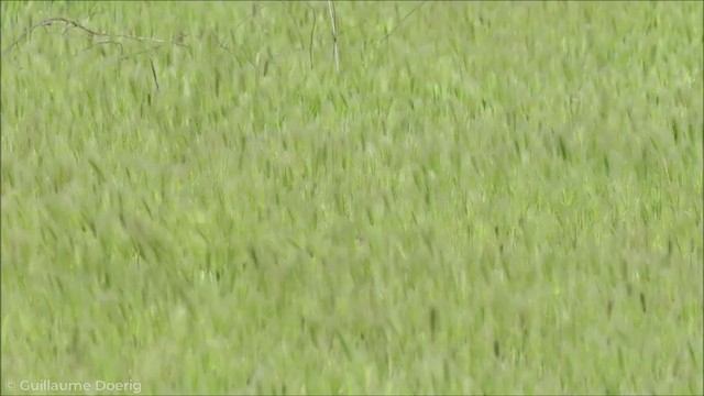 Long-tailed Meadowlark - ML255947181