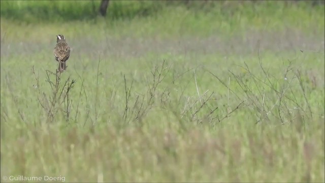 Long-tailed Meadowlark - ML255947231