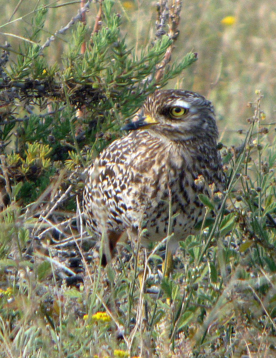 Spotted Thick-knee - ML255949931