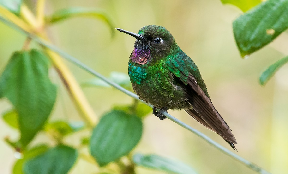kolibřík turmalinový - ML255954431