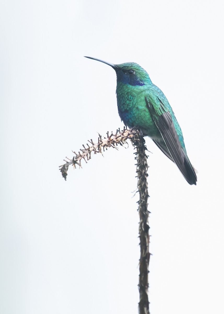 kolibřík modrolící - ML255954861