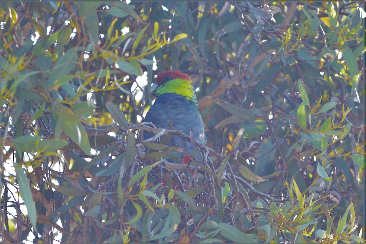 Red-capped Parrot - ML25596001