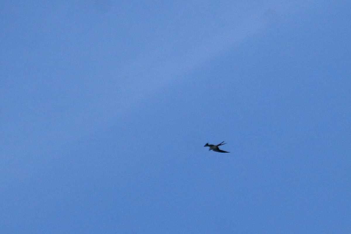 Swallow-tailed Kite - ML255974171