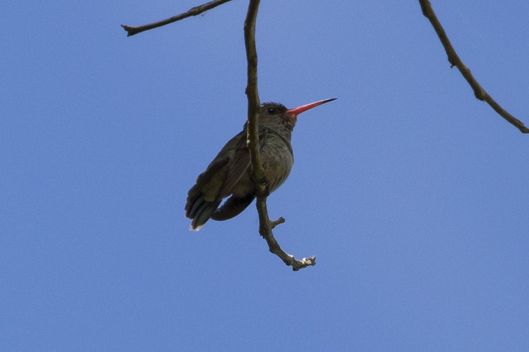 Gilded Hummingbird - ML255975551