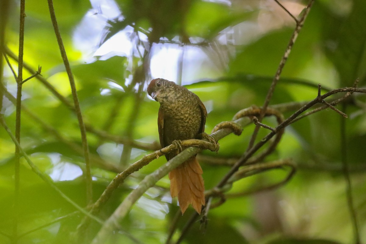 Scaled Spinetail - ML255982721
