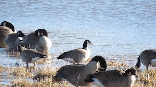 Cackling Goose, ML25598311