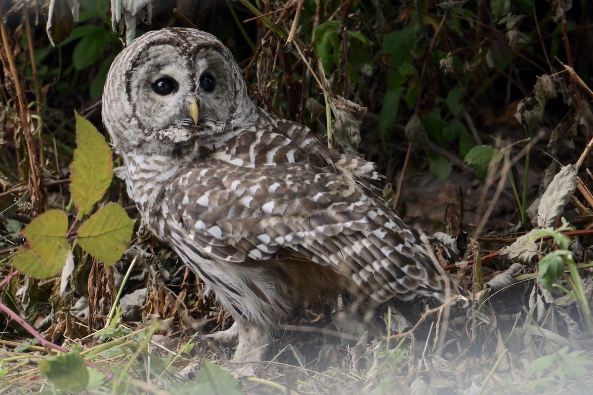 Barred Owl - ML255984791