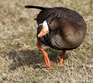 Greater White-fronted Goose, ML25598491