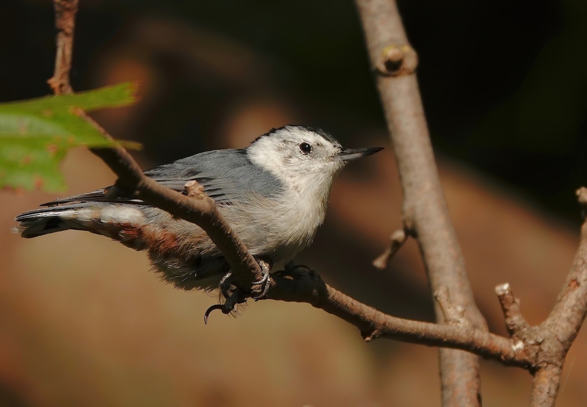 White-breasted Nuthatch - ML255989491