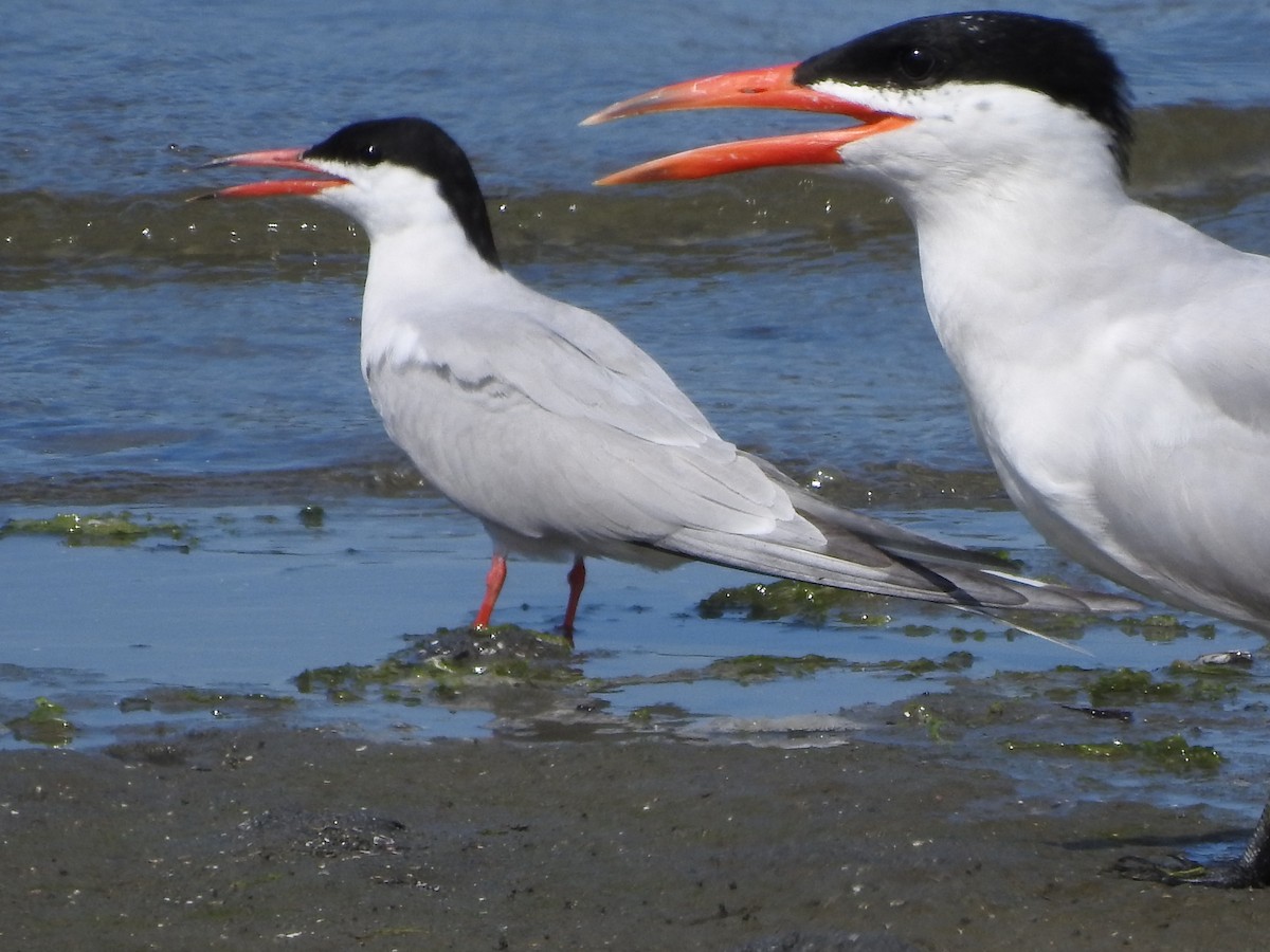 Common Tern - Timothy Leque
