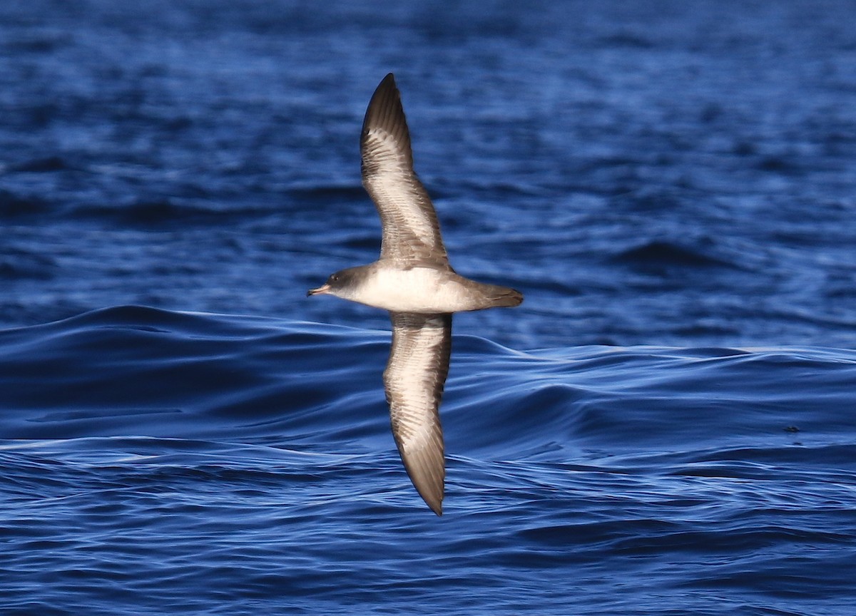 Pink-footed Shearwater - ML25599261