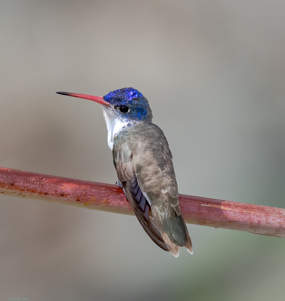 Violet-crowned Hummingbird - Gordon & Jody Bills