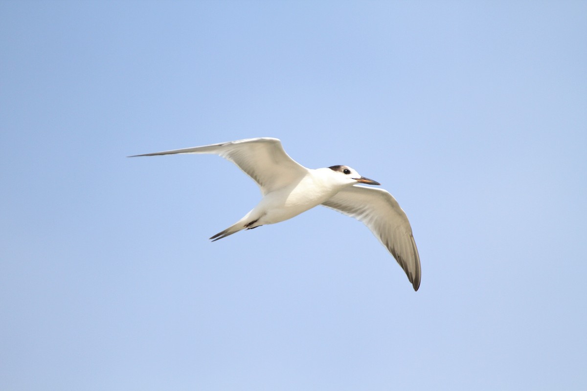 Common Tern - ML255994781