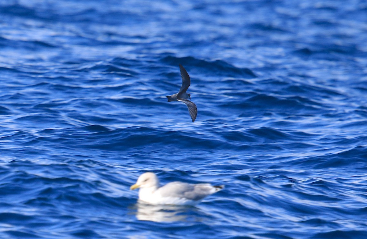 Fork-tailed Storm-Petrel - ML25600461