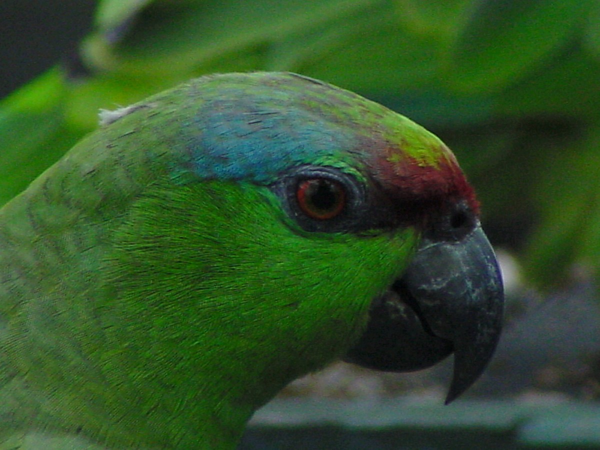 Festive Parrot - johnny powell