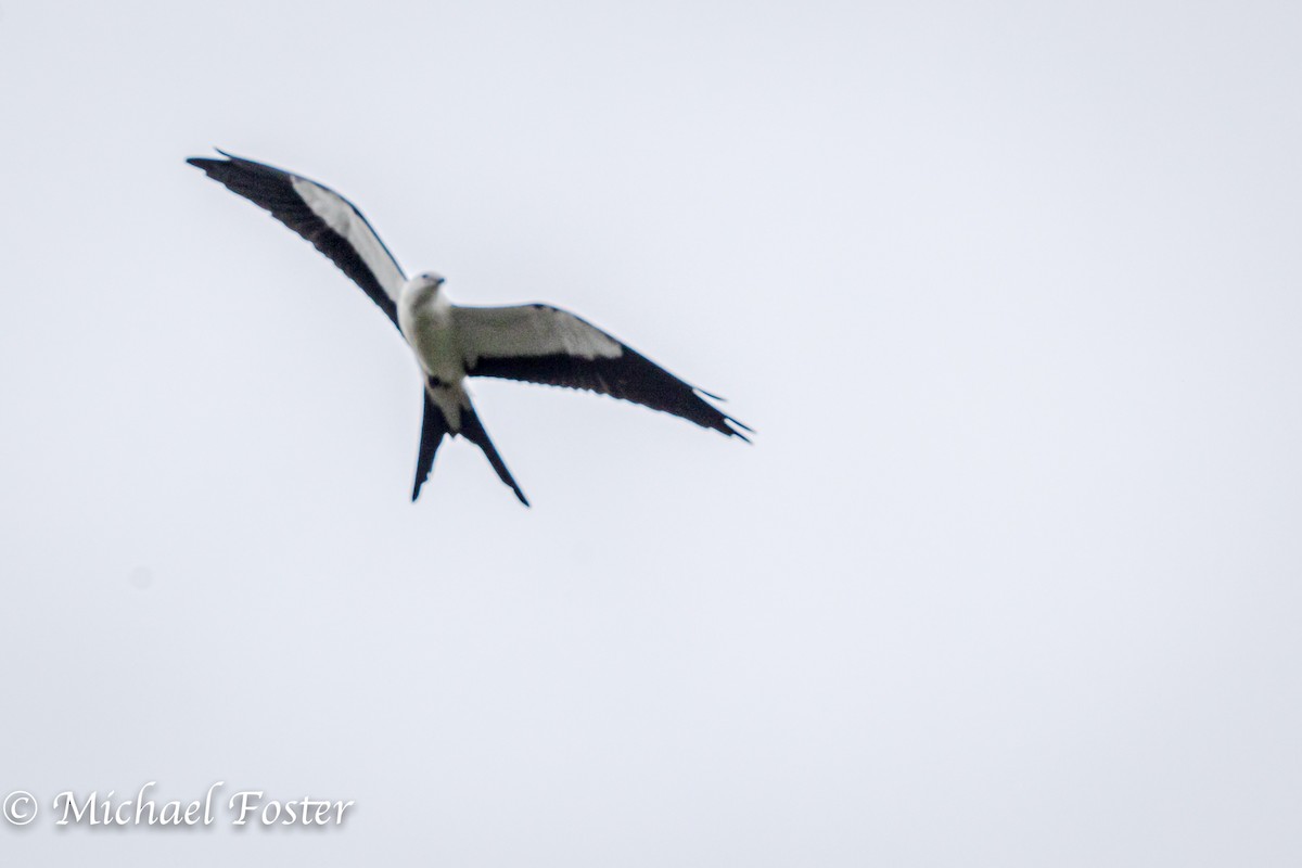 Swallow-tailed Kite - Michael Foster