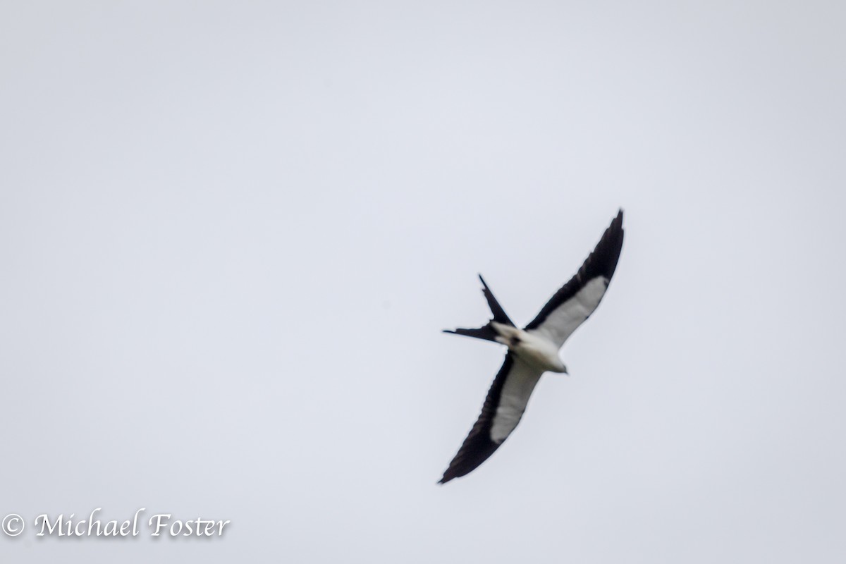 Swallow-tailed Kite - ML256009081