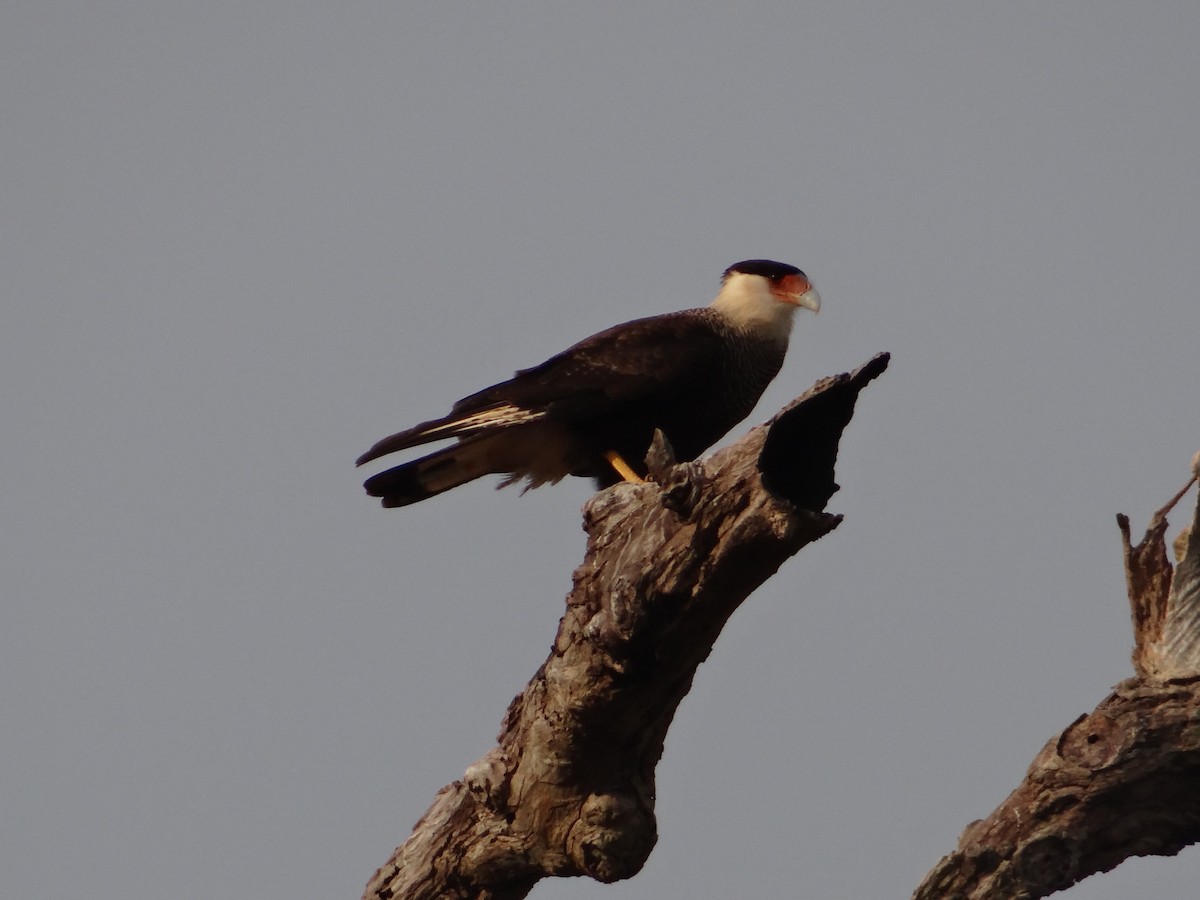Crested Caracara (Southern) - ML256009951