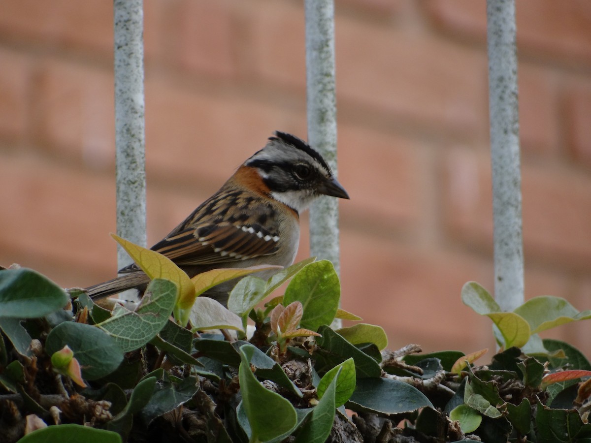 Rufous-collared Sparrow - ML256012541