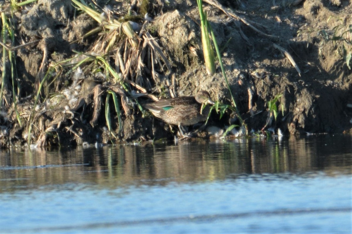 Green-winged Teal - ML256026771