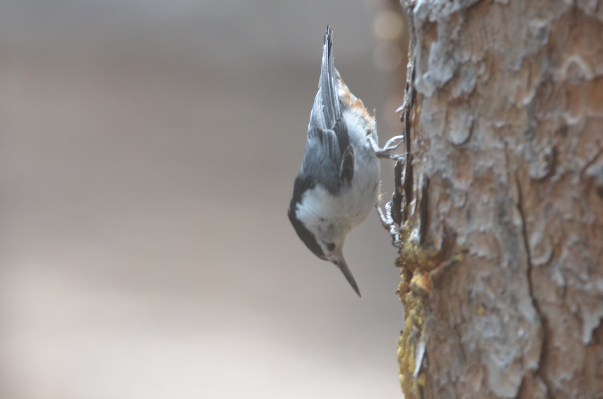 White-breasted Nuthatch (Interior West) - Brian Johnson