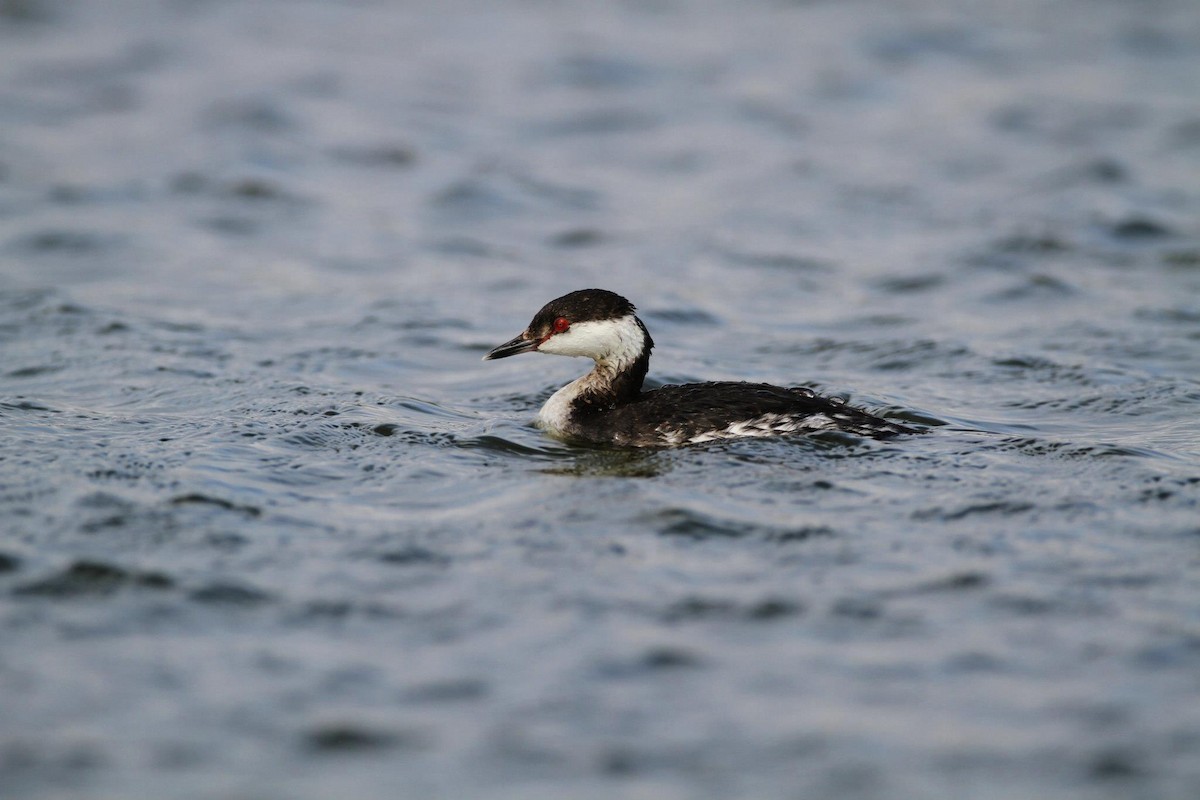 Horned Grebe - Ting-Wei (廷維) HUNG (洪)