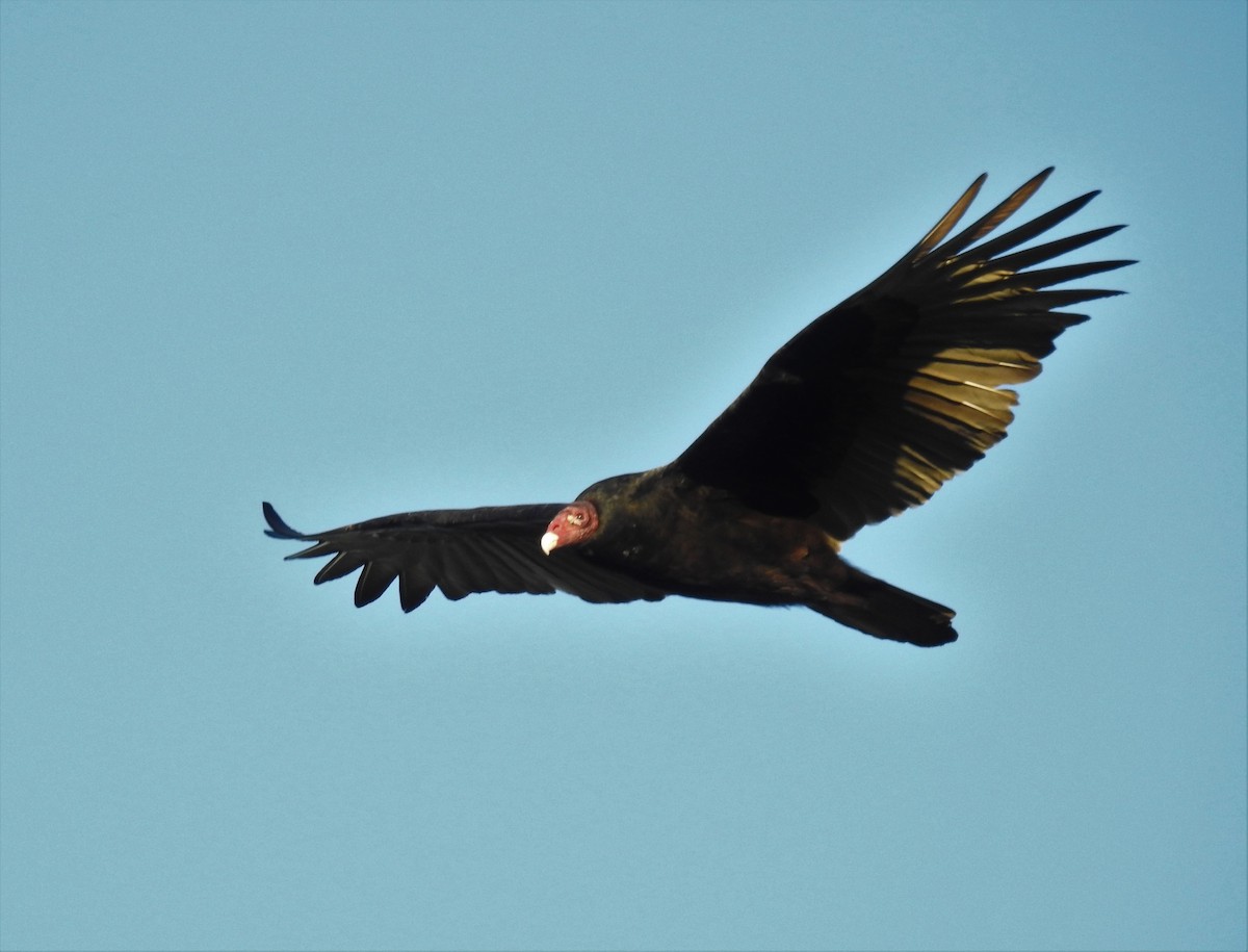Turkey Vulture - ML256029941