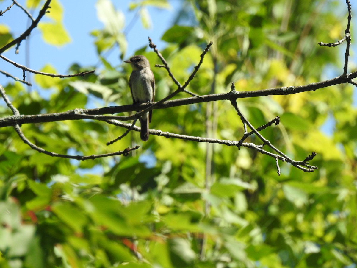 Eastern Wood-Pewee - Jacques Bélanger