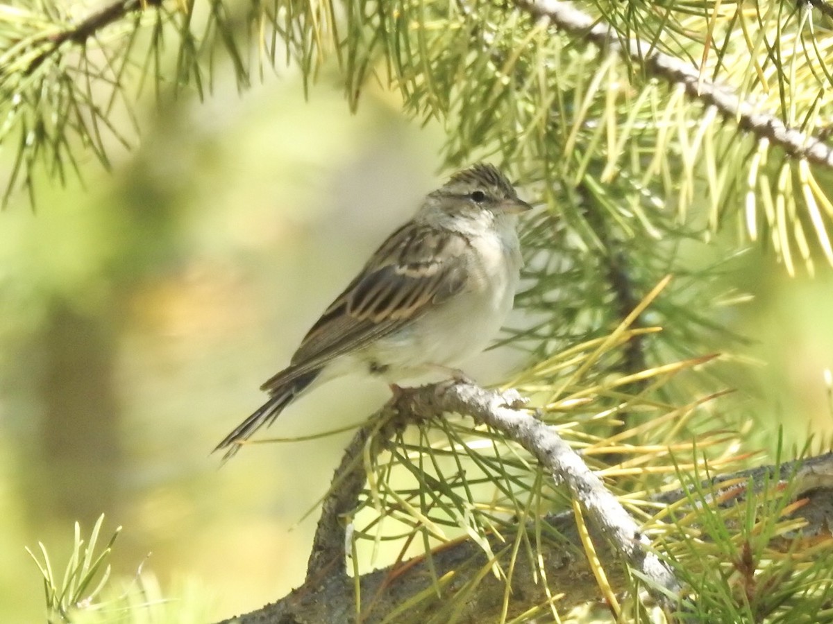 Chipping Sparrow - ML256032681