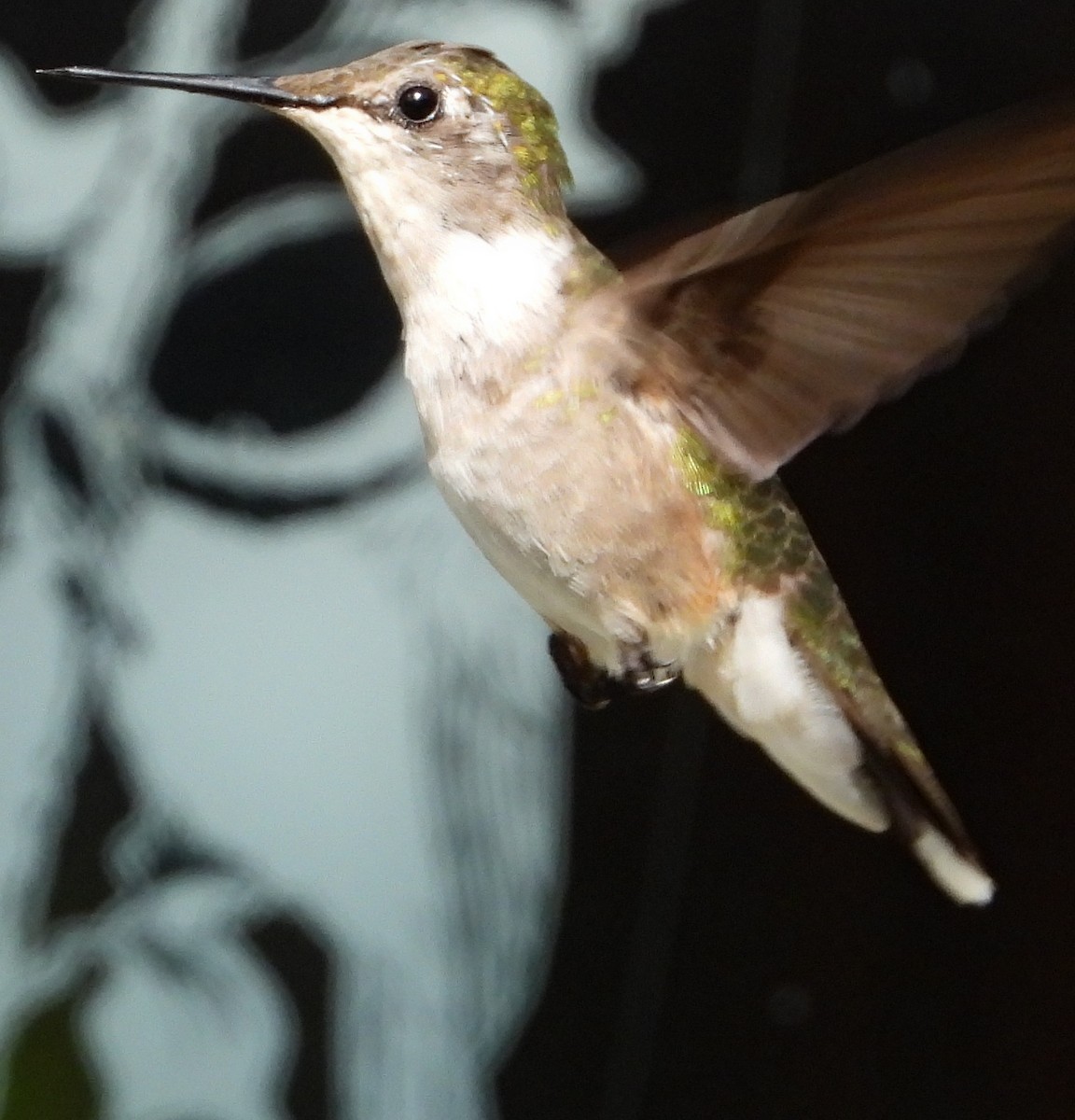 Ruby-throated Hummingbird - Richard Klauke