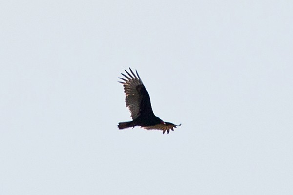 Turkey Vulture - ML25603991