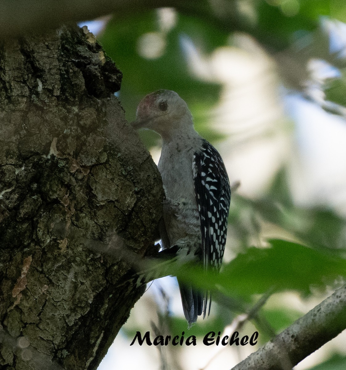 Red-bellied Woodpecker - Marcia Eichel