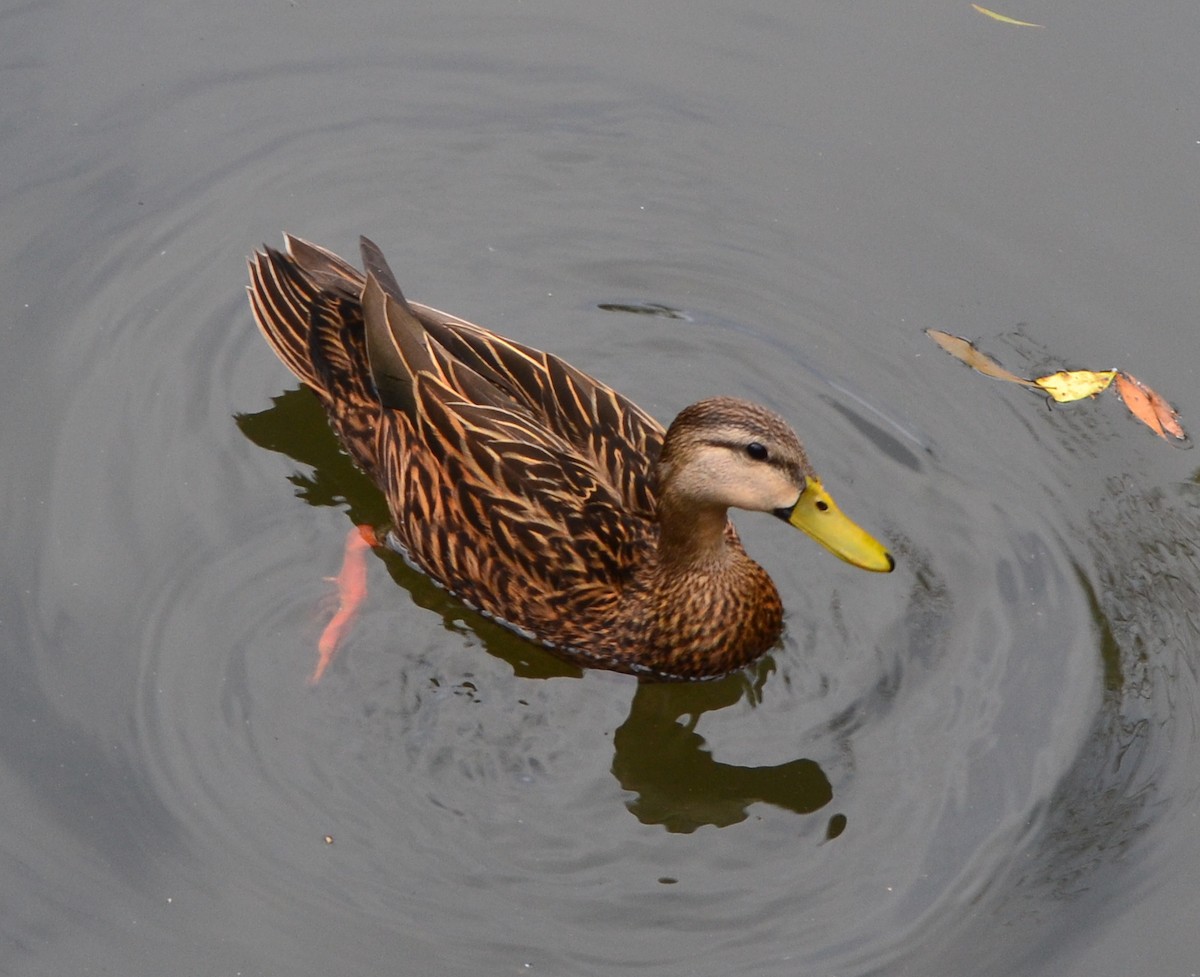 Mottled Duck (Florida) - Bill Uttenweiler