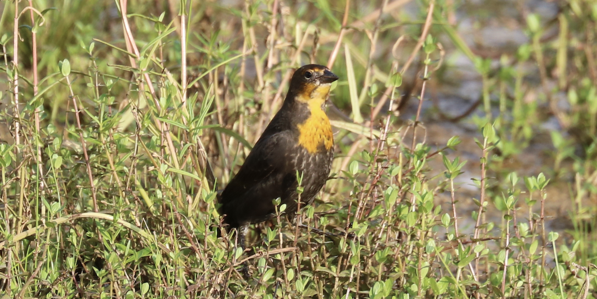 Yellow-headed Blackbird - James Wheat