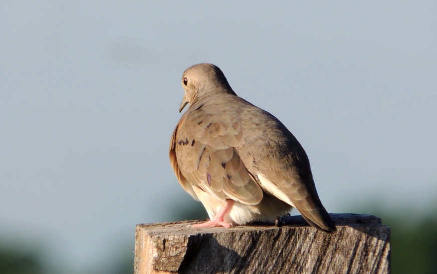 Plain-breasted Ground Dove - Edwin Mora