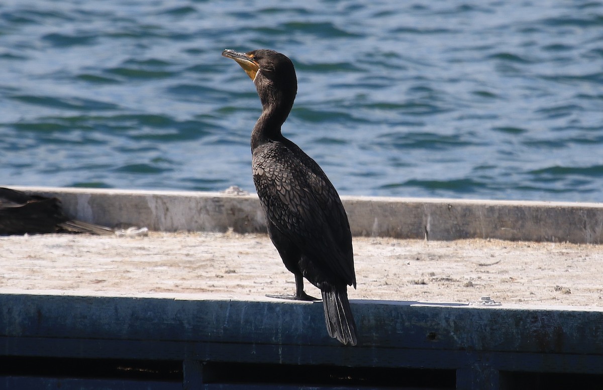 Double-crested Cormorant - Janet Kelly